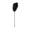 GP Pluma grande Negra